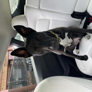 Image of Unknown, Found Dog