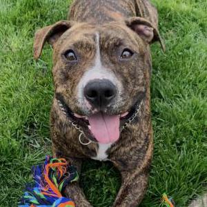 Image of Kaiju, Lost Dog