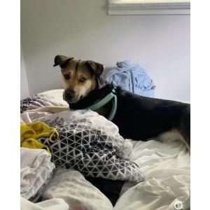 Lost Dog Nina