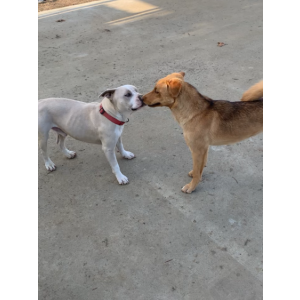 Image of Koda, Lost Dog