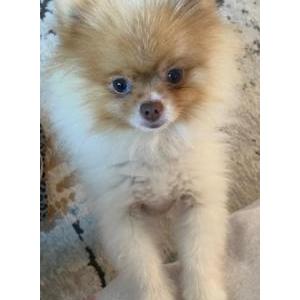 Lost Dog Diamond