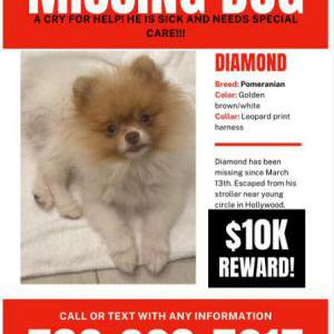 2nd Image of Diamond, Lost Dog
