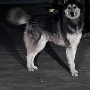 Lost Dog Bamm