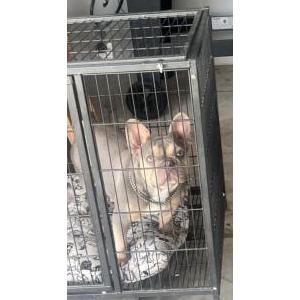Found Dog Unknown