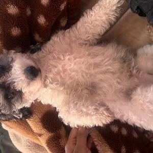 Lost Dog Moofy