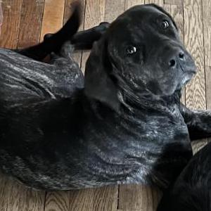 Lost Dog Sasha