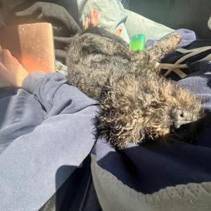Image of Guiness, Lost Dog