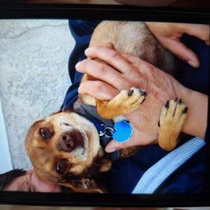 Lost Dog Scuby