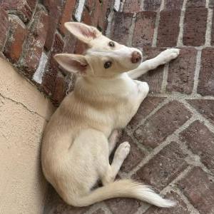 Image of Unknown, Found Dog