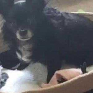 Lost Dog brody