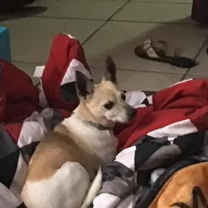 Lost Dog Tinker