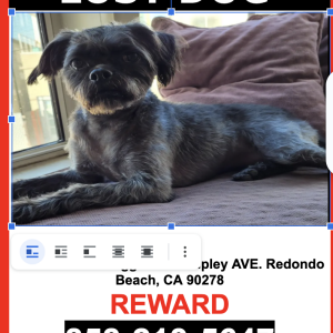 Image of Zoe, Lost Dog