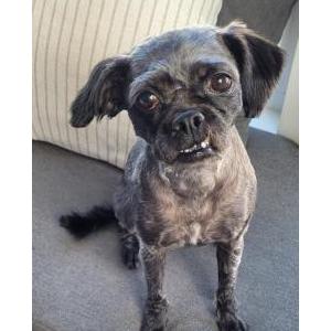 Image of Zoe, Lost Dog