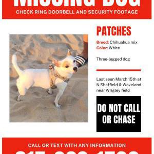 Image of Patches, Lost Dog