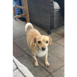 Lost Dog Penelope