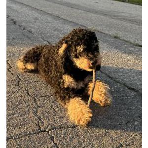 Lost Dog Bullie