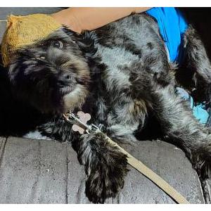 Image of Travie, Lost Dog
