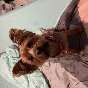 Lost Dog Rusty