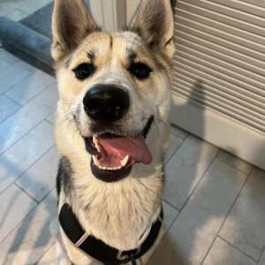 Lost Dog Luna