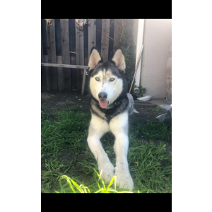 Image of Luna, Lost Dog