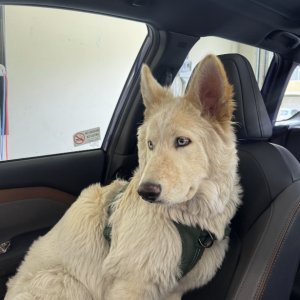 Lost Dog Butter Bam Bam