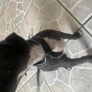 Image of Unknown, Found Dog