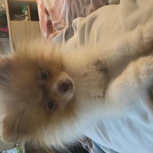 Lost Dog Dianond
