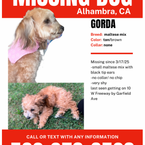 Image of Gorda, Lost Dog