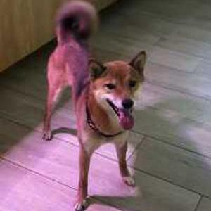 Image of Friday, Lost Dog