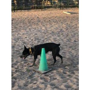 Image of Ruger, Lost Dog