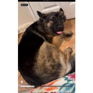 Lost Dog Lola