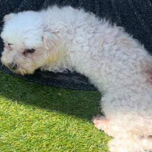 Image of Jang-ah (??)/ Lams, Lost Dog
