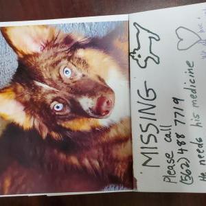 Lost Dog Prince