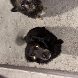 Image of UNKNOWN, Found Dog