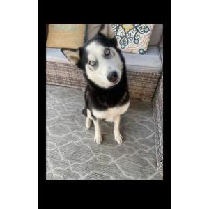 Image of Asha, Lost Dog