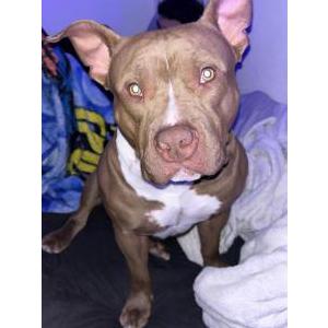 Image of kilo, Lost Dog