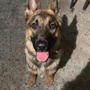 Found Dog Unknown