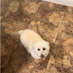Image of Zero, Lost Dog