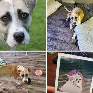 Image of Hopper, Lost Dog