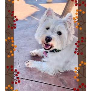 Image of Blessing, Lost Dog