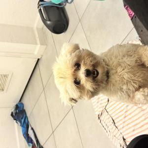 Image of Cleo, Lost Dog