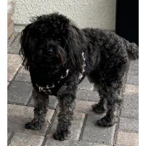 Image of Rosie, Lost Dog