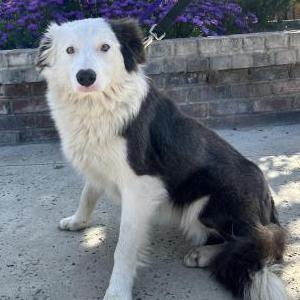 Found Dog Unknown