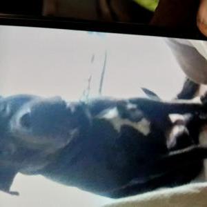 Image of Negro, Lost Dog