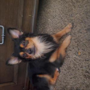 Image of Blacky, Lost Dog