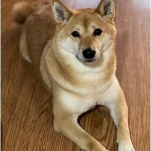 Image of Akira, Lost Dog