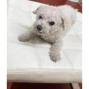 Image of Lola, Lost Dog