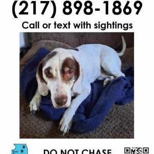 Image of Paco, Lost Dog