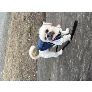 Image of Rex, Lost Dog