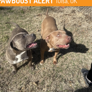 Image of Unknown, Found Dog